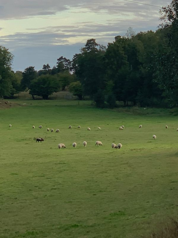 Stuga med 6 sängplatser i  Stockholm, Stockholm