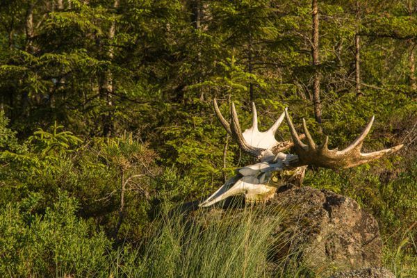 Sjöläge! genuint torp, kanot och fiskebåt ingår - Bild 39