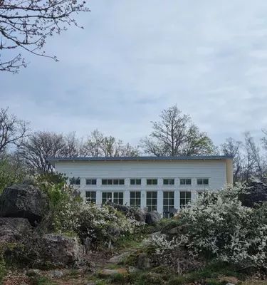 Slånbärsbuskar i full blom i början av maj. Så vackert med så vita blommor utslagna.