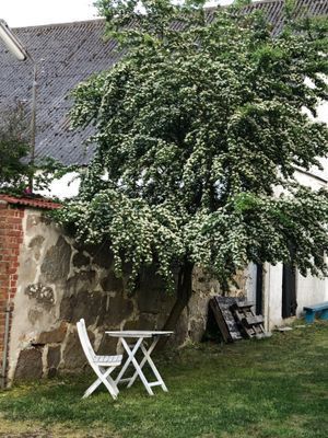 Charmig cottage invid allt det bästa på Österlen - Bild 9