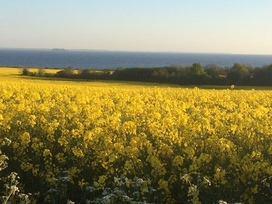 Lugnt och grönt nära Kullen, Arild, Mölle, Höganäs - Bild 26