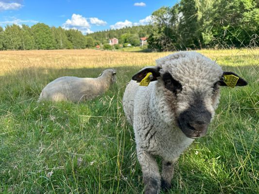 Nybyggt Attefallshus i Stockholms skärgård,Vaxholm - Bild 12