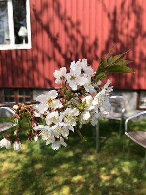 Hus i Rogslösa, Vadstena - Bild 25