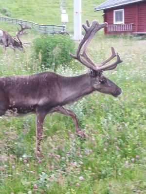 Mysig stuga i Tänndalen, mitt i skidbacken! - Bild 28