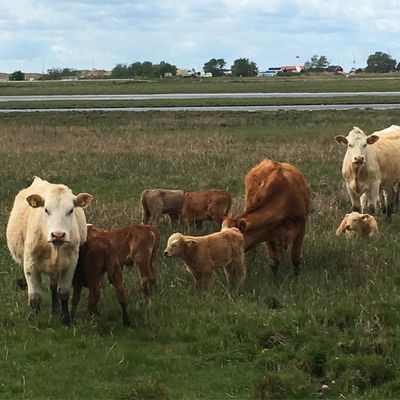 FALSTERBO annex m nytt badrum! - Bild 18