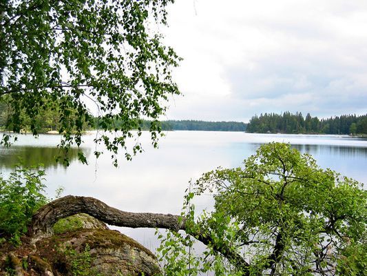 Stuga i S Småland, Tingsryd, skog, sjöar och fiske - Bild 9