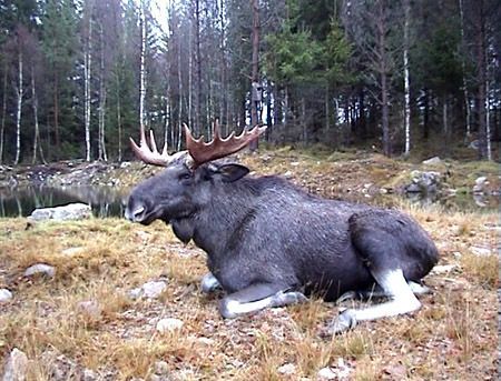 Strandstuga, egen sjötomt, sandstrand,brygga o båt - Bild 26