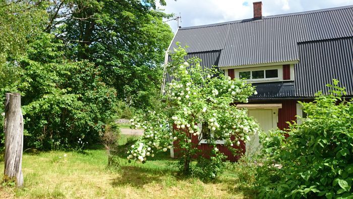 stugans västsida, i juni blommar det mest