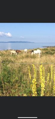 Bild 3 på Mysigt korsvirkeshus nära havet