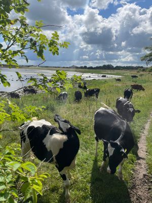 Fin natur, nära havet,barnvänlig strand, fridfullt - Bild 32