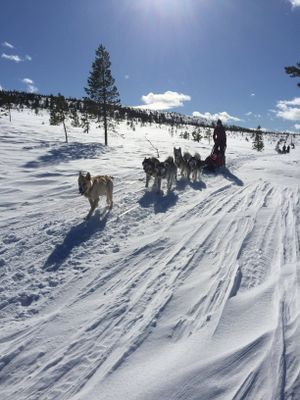 Hundspann på Näsfjället. Arrangeras i Sörsjön, se "Finns i närheten".