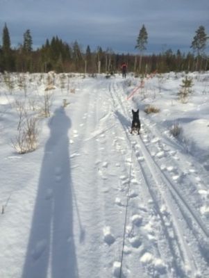 Bild 3 på Skattungbyn Välutrustad Stuga i Lantlig miljö i