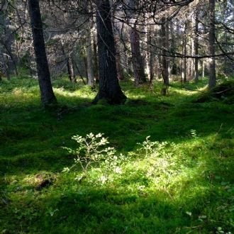 Skärgårdsidyll i Grisslehamn, - Bild 9