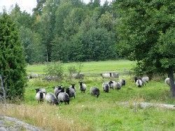 Sunnanäng på fastlandet i Gryts härliga skärgård - Bild 7