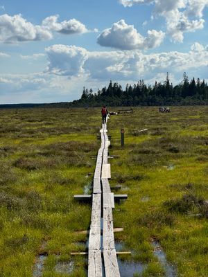 Naturskön stuga i avkopplande miljö - Bild 15