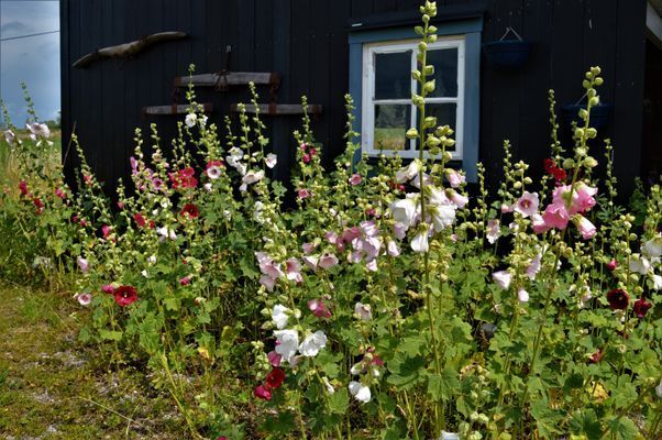 Bild 3 på Bo på landet i Levide på södra Gotland