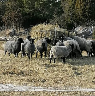 Stuga på ekologisk bondgård med djur - Bild 12