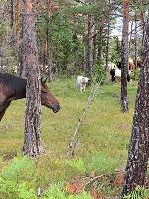 Stuga på ekologisk bondgård med djur - Bild 13