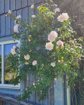 Bild 3 på Stuga på ekologisk bondgård med djur