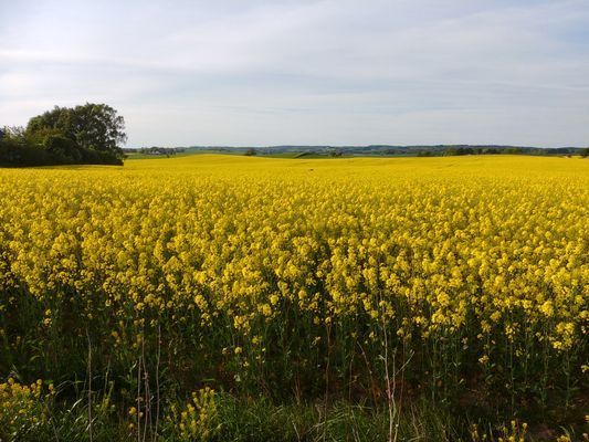 Rosdala gård: trivsamt gästhus i Skånelänga, 2+2 - Bild 53