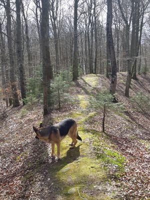 Röda slingan vid Hultasjön. Varierad terräng. Min favoritrunda. Tar ca 40 minuter.