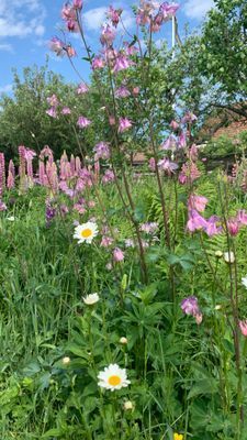 Havsnära villa i blomstrande trädgård - Bild 18