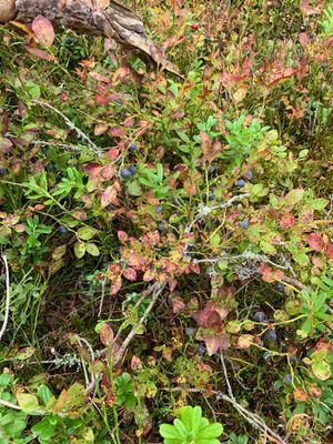 Vackert belägen stuga i Glaskogens naturreservat - Bild 12