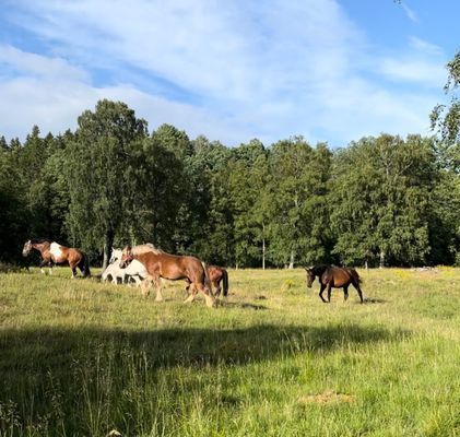 Stort hus i Småland - Bild 19