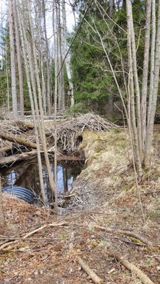 Stuga i Kolmården - Bild 16