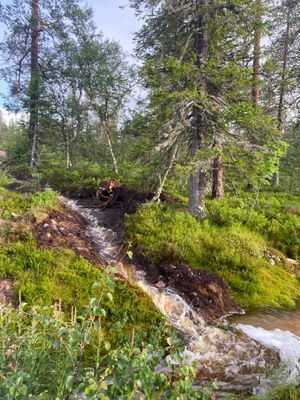 Näsfjället, Sälenfjällen - Bild 15