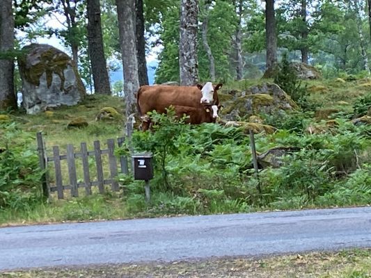 Storslagen natur - Sjön Rusken - Fiske - Ekhult - Bild 40