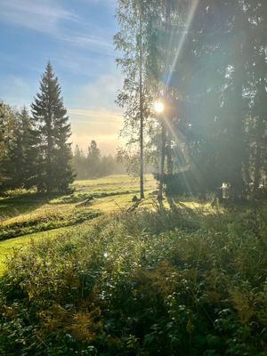 bild från tomten