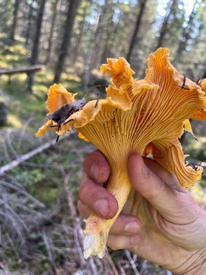 Fäbodvall vid skog och sjö i Hälsingland - Bild 20