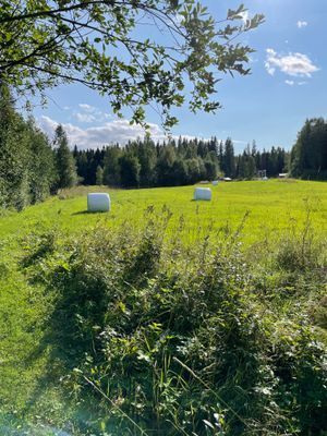 Bild 4 på Fäbodvall vid skog och sjö i Hälsingland