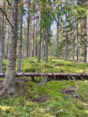 Skog i närheten av tomten