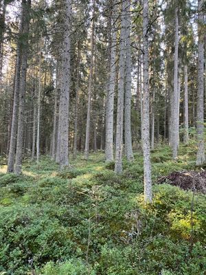 Skog i närområdet