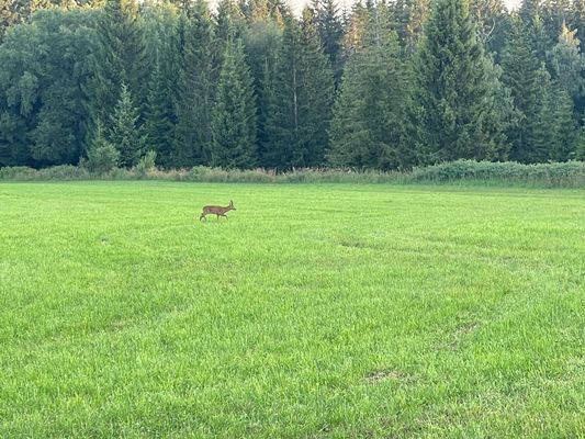 Rådjur springer ofta på fälten vid huset