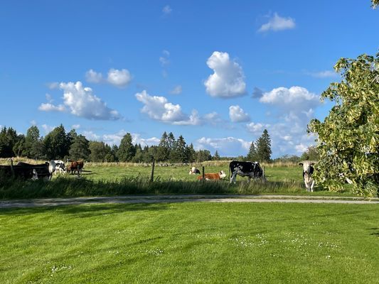 Grannens djur betar ofta utanför huset