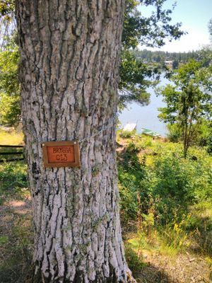 Mys i stuga  med fin natur vid sjö och skog - Bild 11