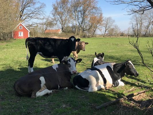 Modernt hus vid hav och strandängar - Bild 40