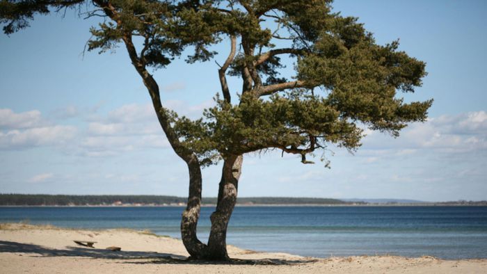 Fräscht boende vid havet, pool, Up-zoone etc. - Bild 8