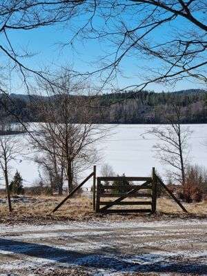 Skogsgläntan i den Småländska skogen - Bild 19