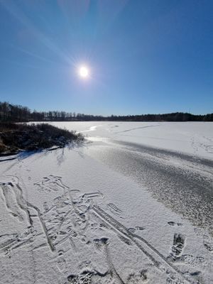 Skogsgläntan i den Småländska skogen - Bild 21