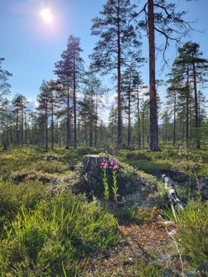 Nybyggd fjällstuga i Sälenområdet - Gräsheden - Bild 22