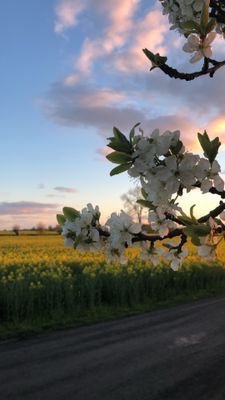 Idyll på Österlen (Uthyres veckovis!) - Bild 53