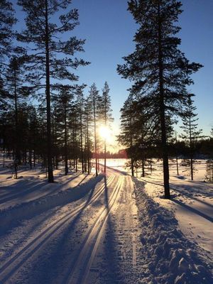 Sälen / Tandådalen / Hundfjället / Orrliden - Bild 6