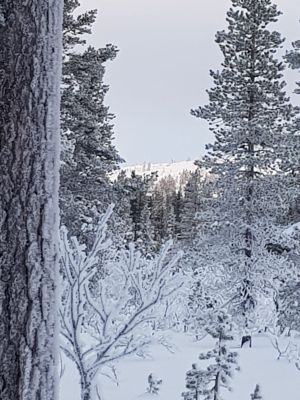 Stuga, Renvägen nära Tandådalen, 4+2 bäddar - Bild 15