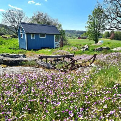 Skotsk/Bohuslänsk gårdsupplevelse - Bild 12