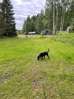 Stora gräsytor på tomten