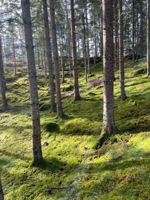 Vacker skog intill stugan